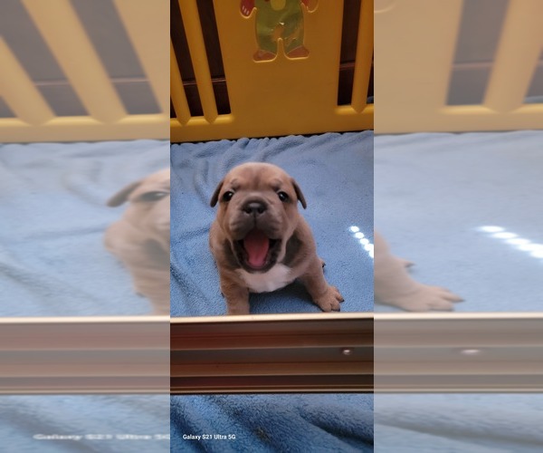 Medium Photo #17 French Bulldog-Olde English Bulldogge Mix Puppy For Sale in WAYNE, MI, USA