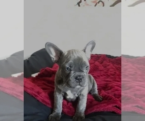 French Bulldog Puppy for sale in BROOKLYN, NY, USA