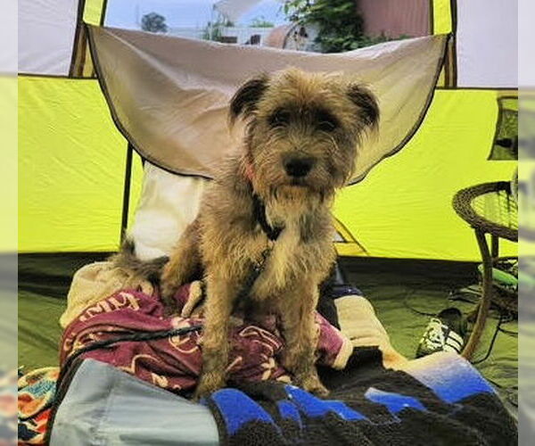 Medium Photo #2 Havanese Puppy For Sale in Mt. Laurel, NJ, USA