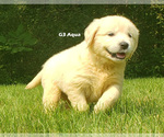 Small Photo #1 Golden Retriever Puppy For Sale in MILFORD, MI, USA