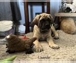 Small Photo #22 Mastiff Puppy For Sale in HESPERIA, CA, USA
