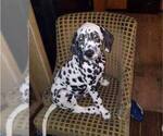 Small Photo #6 Dalmatian Puppy For Sale in INDIANAPOLIS, IN, USA