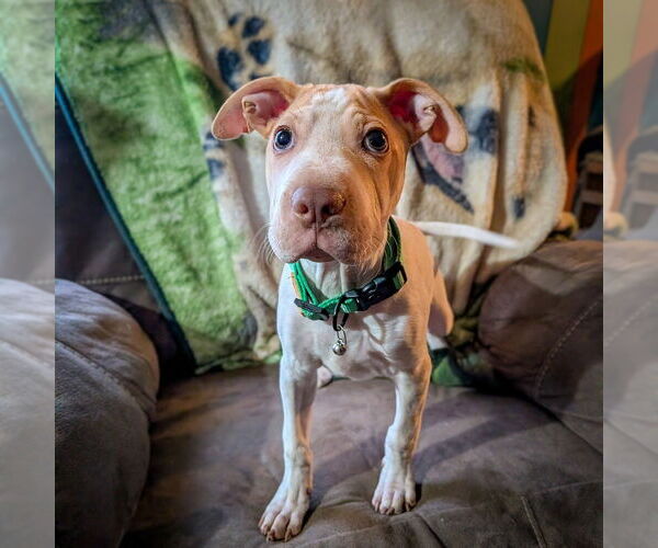 Medium Photo #7 Mutt Puppy For Sale in Vail, AZ, USA