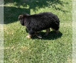 Small Photo #9 German Shepherd Dog-Siberian Husky Mix Puppy For Sale in JURUPA VALLEY, CA, USA