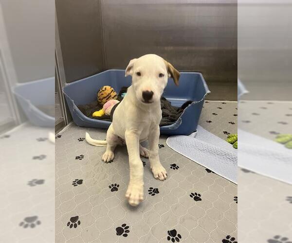 Medium Photo #1 Great Pyrenees-Unknown Mix Puppy For Sale in San Andreas, CA, USA