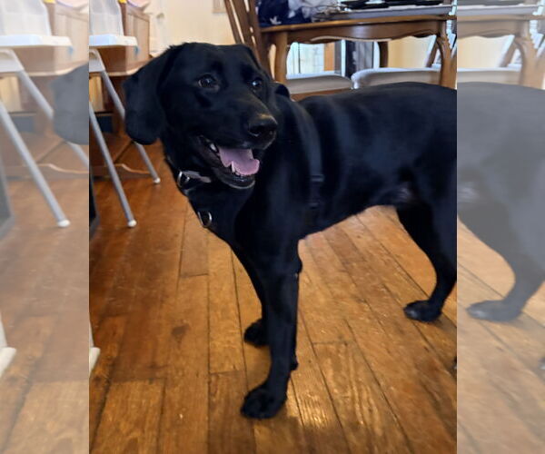Medium Photo #2 Labrador Retriever-Unknown Mix Puppy For Sale in Warrington, PA, USA