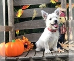 Small Photo #7 West Highland White Terrier Puppy For Sale in MALVERN, AR, USA