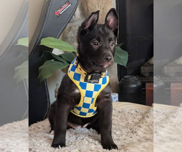 Medium Photo #3 Gerberian Shepsky Puppy For Sale in Princeton, MN, USA