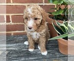 Small #3 Goldendoodle (Miniature)