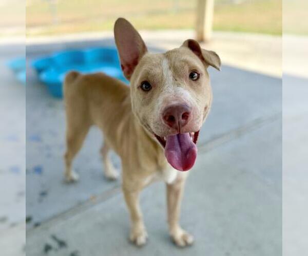 Medium Photo #2 Mutt Puppy For Sale in Conroe, TX, USA