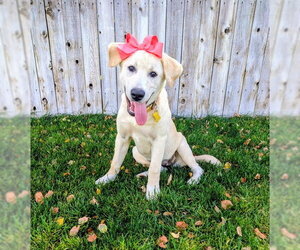 Nalaa - Female Labrador Retriever-Unknown Mix Dog for Adoption - Photo #3