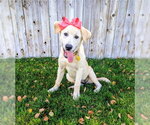 Small Photo #3 Labrador Retriever-Unknown Mix Puppy For Sale in Sandy, UT, USA