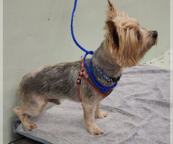 Medium Photo #2 Mutt Puppy For Sale in Spring, TX, USA