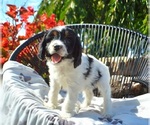 Small #1 Cavapoo