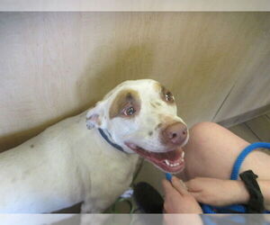 Mutt Dogs for adoption in Ocala, FL, USA
