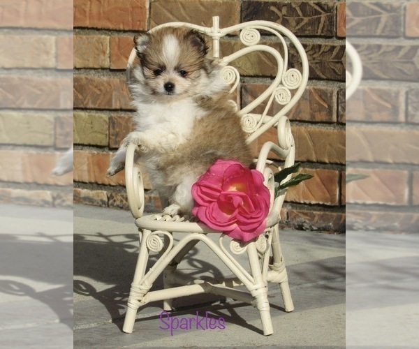 Medium Photo #4 Pomeranian Puppy For Sale in BLUFORD, IL, USA