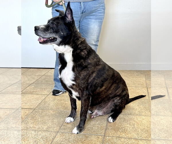 Medium Photo #2 American Staffordshire Terrier-Unknown Mix Puppy For Sale in Pittsburgh, PA, USA