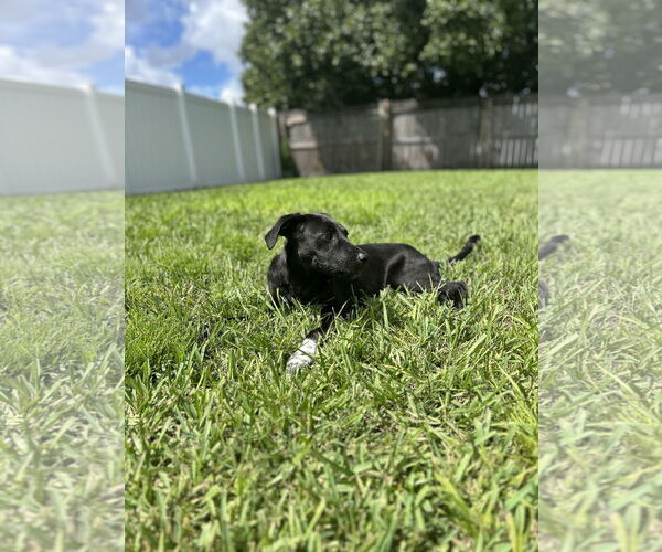 Medium Photo #8 Mutt Puppy For Sale in  Gainesville, FL, USA