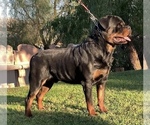 Small #12 Rottweiler