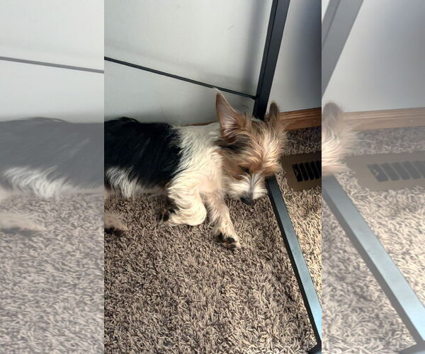 Medium Photo #7 Mutt Puppy For Sale in St. Louis Park, MN, USA