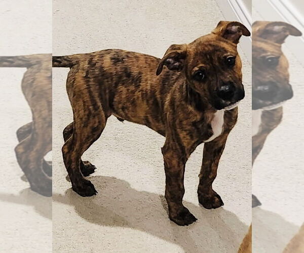 Medium Photo #4 American Pit Bull Terrier-Unknown Mix Puppy For Sale in Germantown, OH, USA