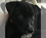 Small Photo #5 Alaskan Klee Kai-Labrador Retriever Mix Puppy For Sale in ORANGE PARK, FL, USA