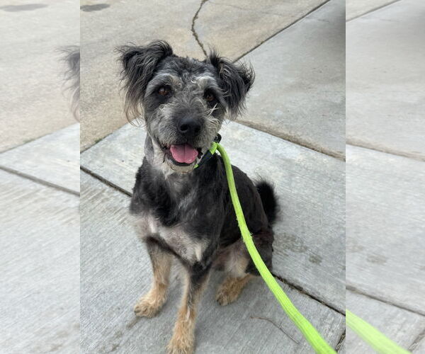 Medium Photo #9 Poodle (Standard)-Unknown Mix Puppy For Sale in Newport Beach, CA, USA