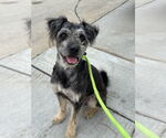 Small #8 Poodle (Standard) Mix