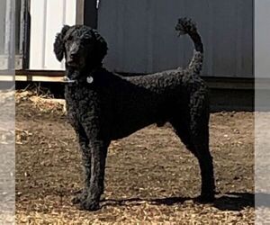 Father of the Great Dane-Poodle (Standard) Mix puppies born on 04/25/2022