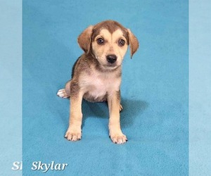 Shepradors Dogs for adoption in SHERBURNE, NY, USA