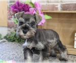 Small #4 Schnauzer (Miniature)