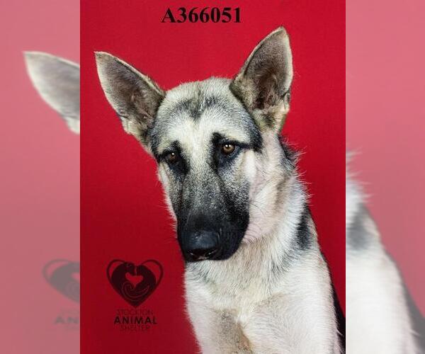 Medium Photo #2 German Shepherd Dog Puppy For Sale in Stockton, CA, USA