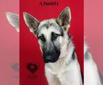 Small #1 German Shepherd Dog