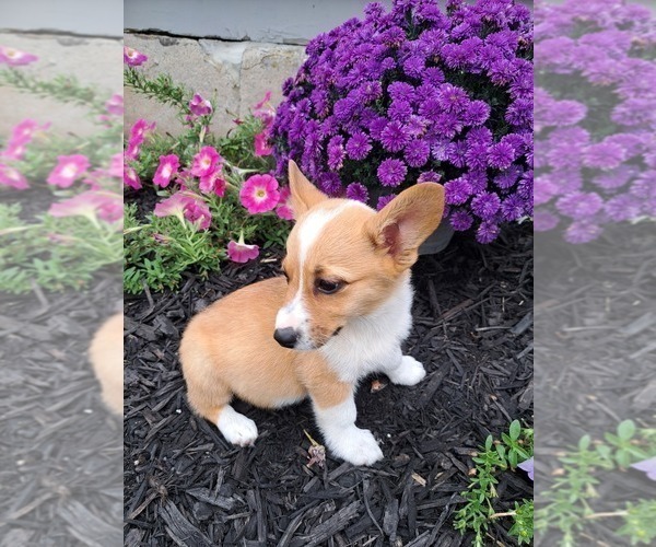 Medium Photo #44 Pembroke Welsh Corgi Puppy For Sale in SHILOH, OH, USA