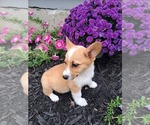 Small Photo #44 Pembroke Welsh Corgi Puppy For Sale in SHILOH, OH, USA