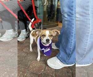 Jack Chi Dogs for adoption in Oakhurst, NJ, USA