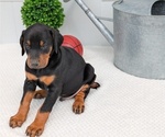 Puppy Chief Doberman Pinscher