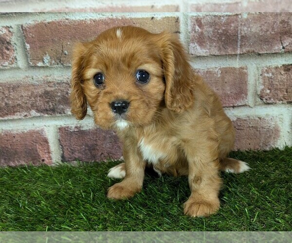 Medium Photo #20 Cavalier King Charles Spaniel Puppy For Sale in MOBERLY, MO, USA