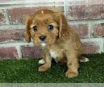 Small #19 Cavalier King Charles Spaniel