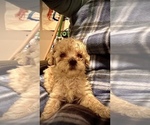 Small Photo #2 Poodle (Toy) Puppy For Sale in ALEXANDRIA, VA, USA
