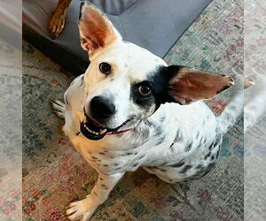 Nora - Female Mutt Dog for Adoption - Photo #11