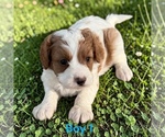 Small Cavapoo (Miniature)