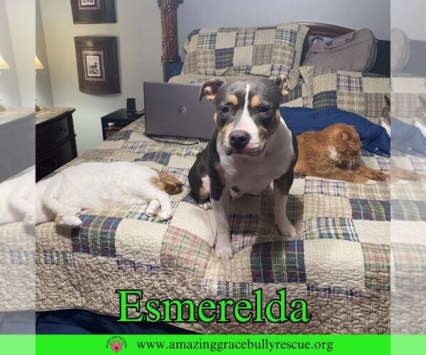 Medium Photo #1 American Pit Bull Terrier-Unknown Mix Puppy For Sale in Pensacola, FL, USA