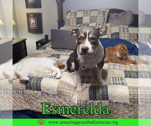 American Pit Bull Terrier-Unknown Mix Dogs for adoption in Pensacola, FL, USA