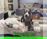 Small American Pit Bull Terrier Mix