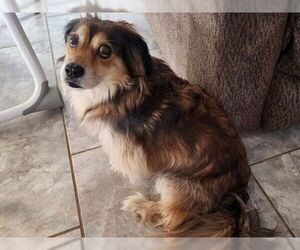 Moko - Male Doxle Dog for Adoption - Photo #6