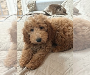 Poodle (Miniature) Puppy for sale in NEW SMYRNA BEACH, FL, USA