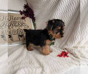 Morkie-Yorkshire Terrier Mix Puppy for sale in JASONVILLE, IN, USA