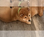 Small Photo #19 Shiba Inu Puppy For Sale in COHUTTA, GA, USA