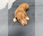 Small #1 American Pit Bull Terrier-Miniature Schnauzer Mix